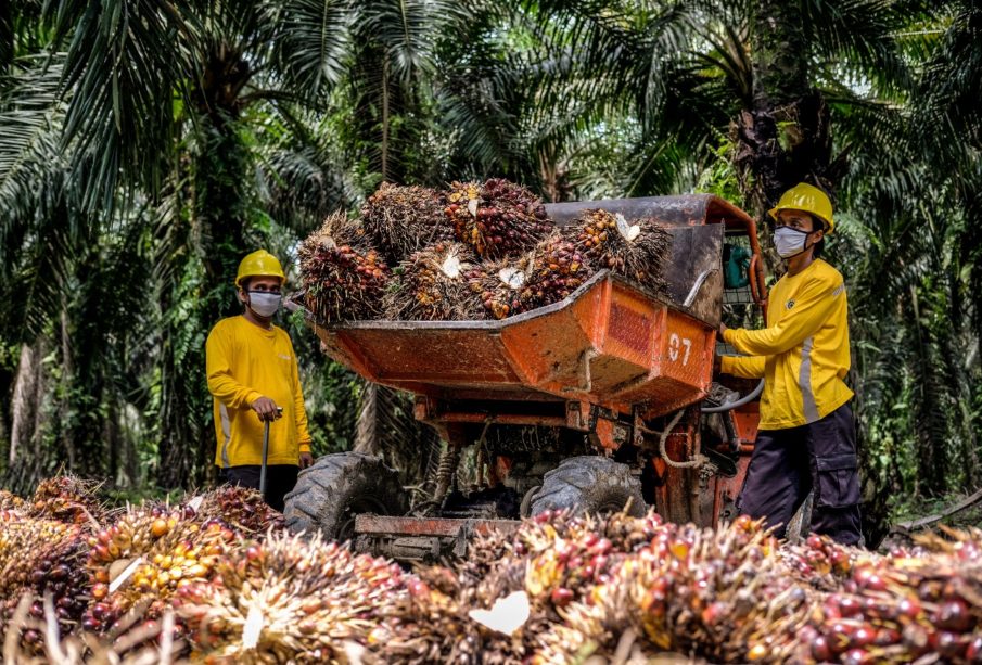 Eagle High Plantations (BWPT) Emisi Obligasi Senilai Rp98 Miliar