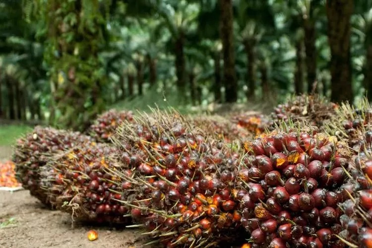 SSMS Optimistis Prospek Sawit Cerah, Analis Rekomendasi BUY