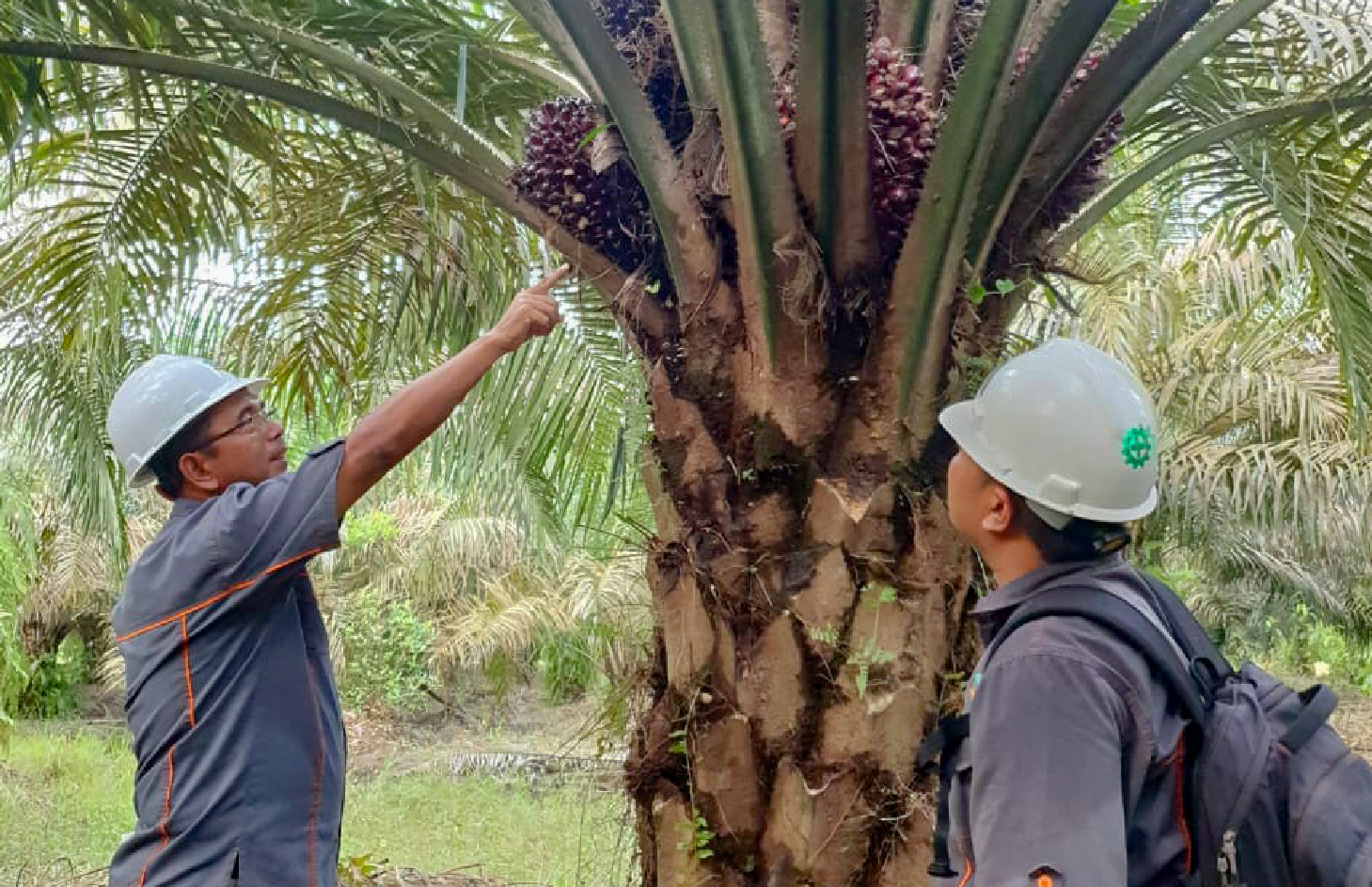 Racik Buy Back Saham, Emiten Sawit (CSRA) Anggarkan Dana Rp90 Miliar