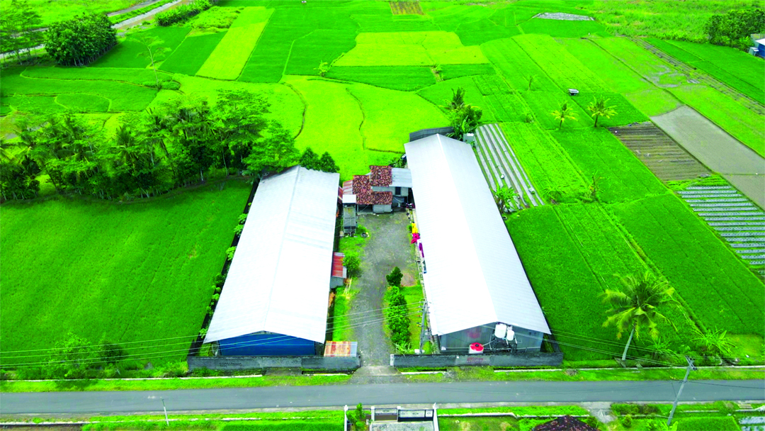 Saham AYAM Meroket 204%, Direksi Ikut Masuk dan Belanja Puluhan Miliar